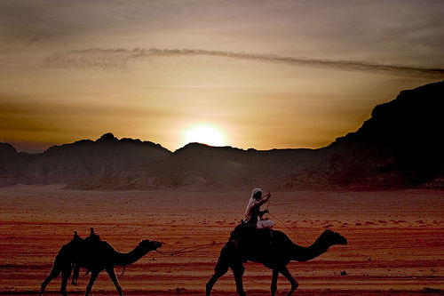 Wadi Rum camels and horses tours